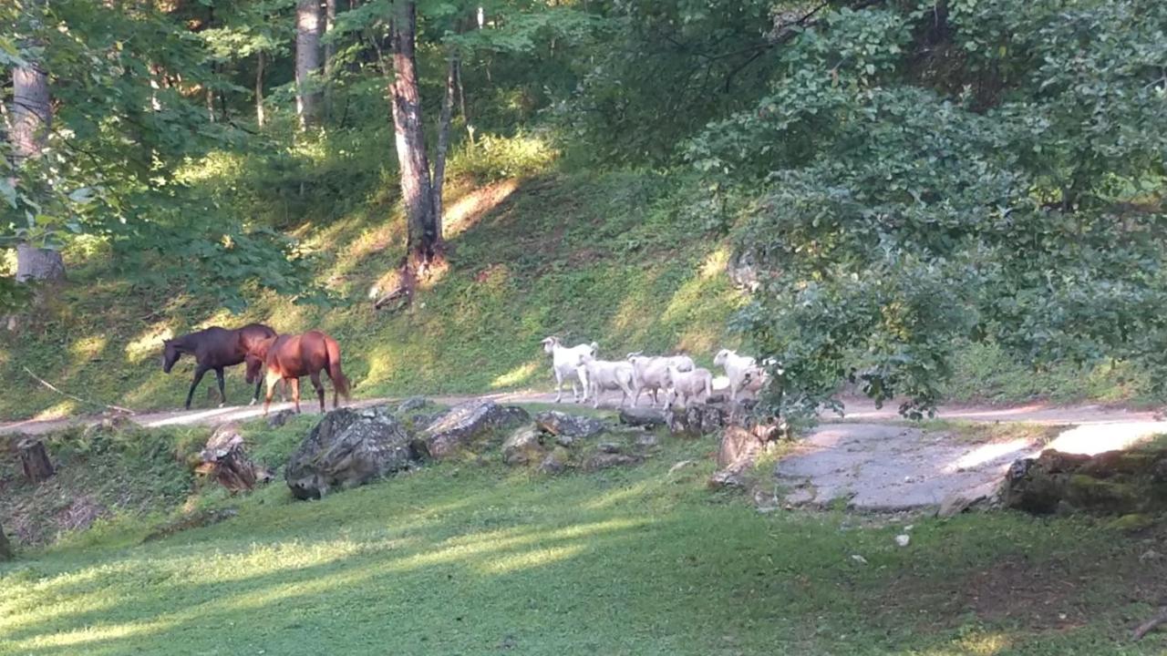 Arrowmont Stables & Cabins Cullowhee Exterior foto